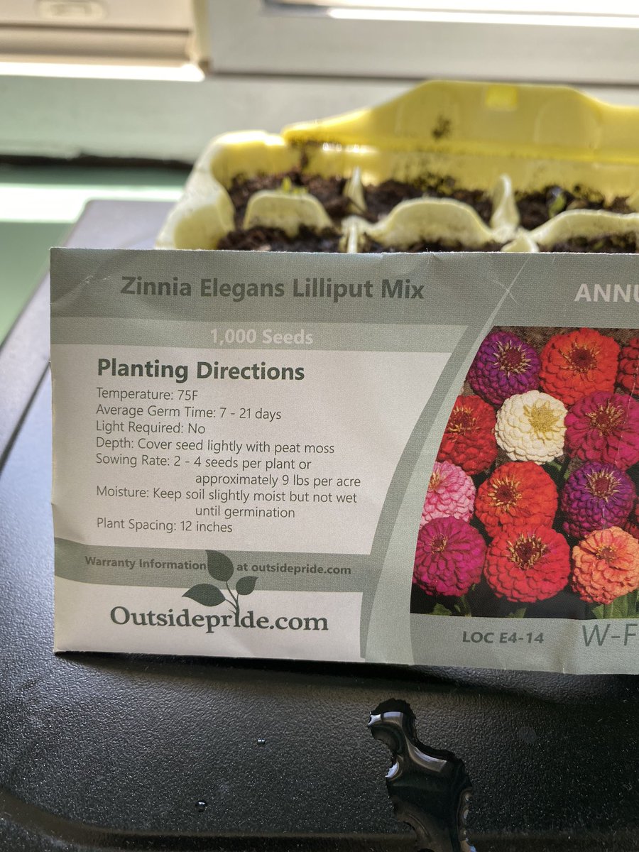 MissCardelli's tweet photo. I am using what we learned about plants back in September to try and grow some flowers for our backyard! 

I do not have a green thumb, but I’m using what we learned and hoping for the best! 🤗 https://t.co/G0rSQpMib9