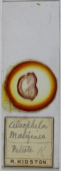 Herbarium twitter - anyone recognise this Alsophila species name? <a href="/HerbTranslate/">HerbariumTranslator</a> #mysterylabel