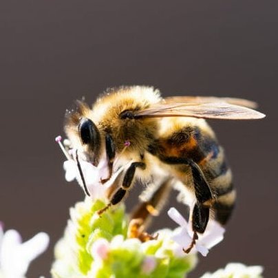 FinistereAg's tweet photo. @FinistereAg portfolio company @ApisProtect has joined the #MicrosoftforStartup / @Microsoft program!
#worldbeeday #sustainableagriculture #agrifood #climatechange #bees #savethebees @akukutai @SpencerM_VC https://t.co/u2WqKZNXSe https://t.co/GEy57z2aTl