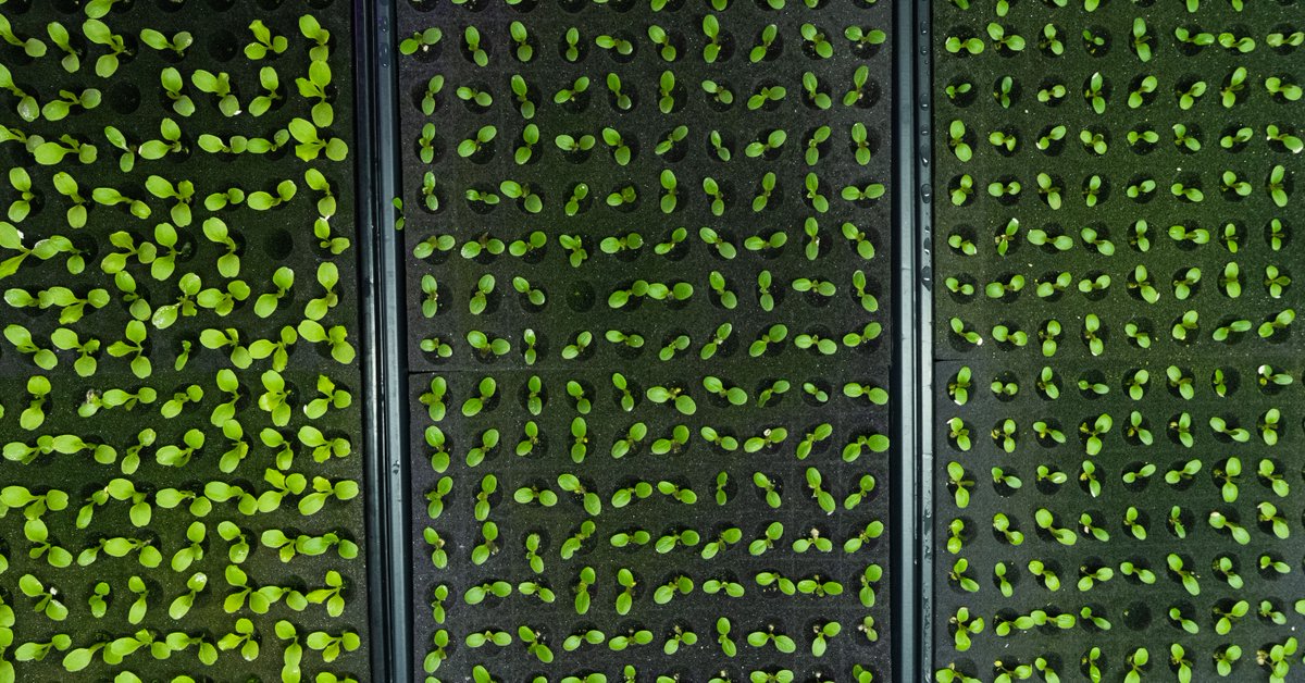 We are proud to serve our community quality produce that is Kosher certified without using pesticides or other contaminants. <a href="/KVHKosher/">KVH Kosher</a> says that they are “proud of the exciting and innovative products our partners at FreshBox Farms offer the kosher market.” #locallygrown