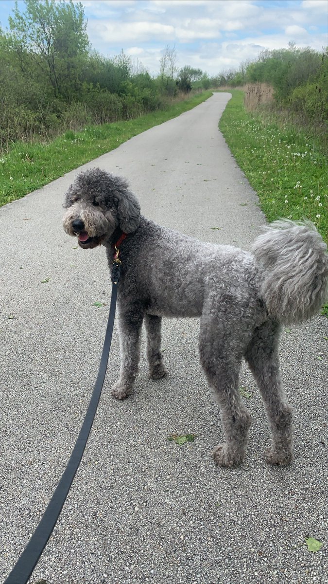 MrsCarroll142's tweet photo. Elphie and I enjoyed going on a nature walk yesterday through the Oak Forest @FPDCC! ⛅️🌿🌾 #kerkstracougars #engage142 https://t.co/hJv1LvoYmd
