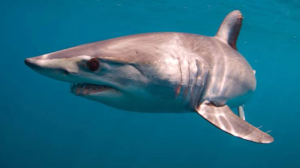 SharkRayFund's tweet photo. Retention of endangered mako #sharks in Atlantic fisheries now prohibited – a result of SCF funds to #SharkLeague. Canada has announced it's now prohibited to retain endangered shortfin mako sharks in Atlantic fisheries: https://t.co/bWtKjqrCt4 @chronicleherald #MakeTime4Makos https://t.co/E8TMkVTcV7