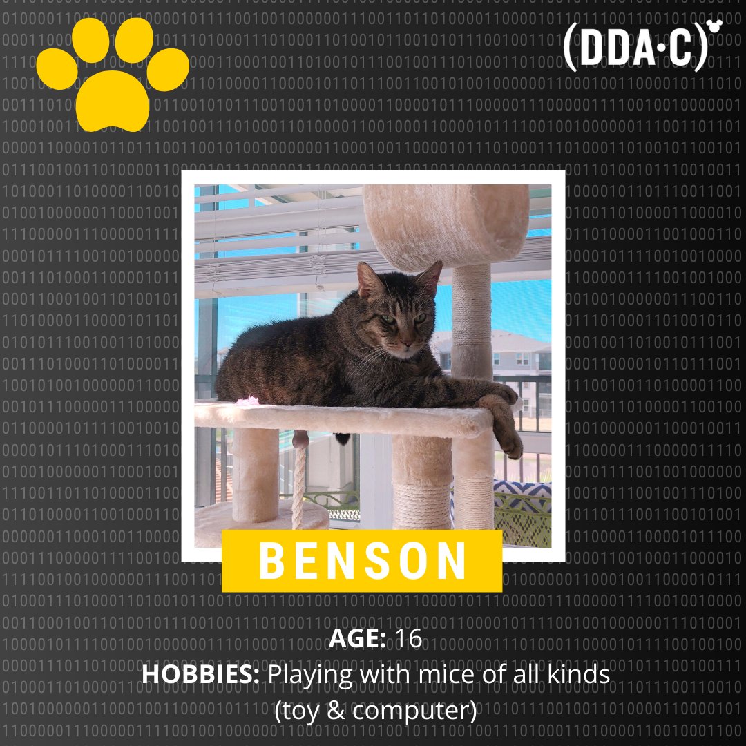 DDAConference's tweet photo. Excited to share another #behindthescenes look into our home offices and share with you some more #petsofdisney. Today's featured pet is Benson whose human Ed is a Senior Manager supporting the PMO and Disney Data &amp; Analytics Conference. #disneydata #caturdayvibes https://t.co/l59PihLzDu