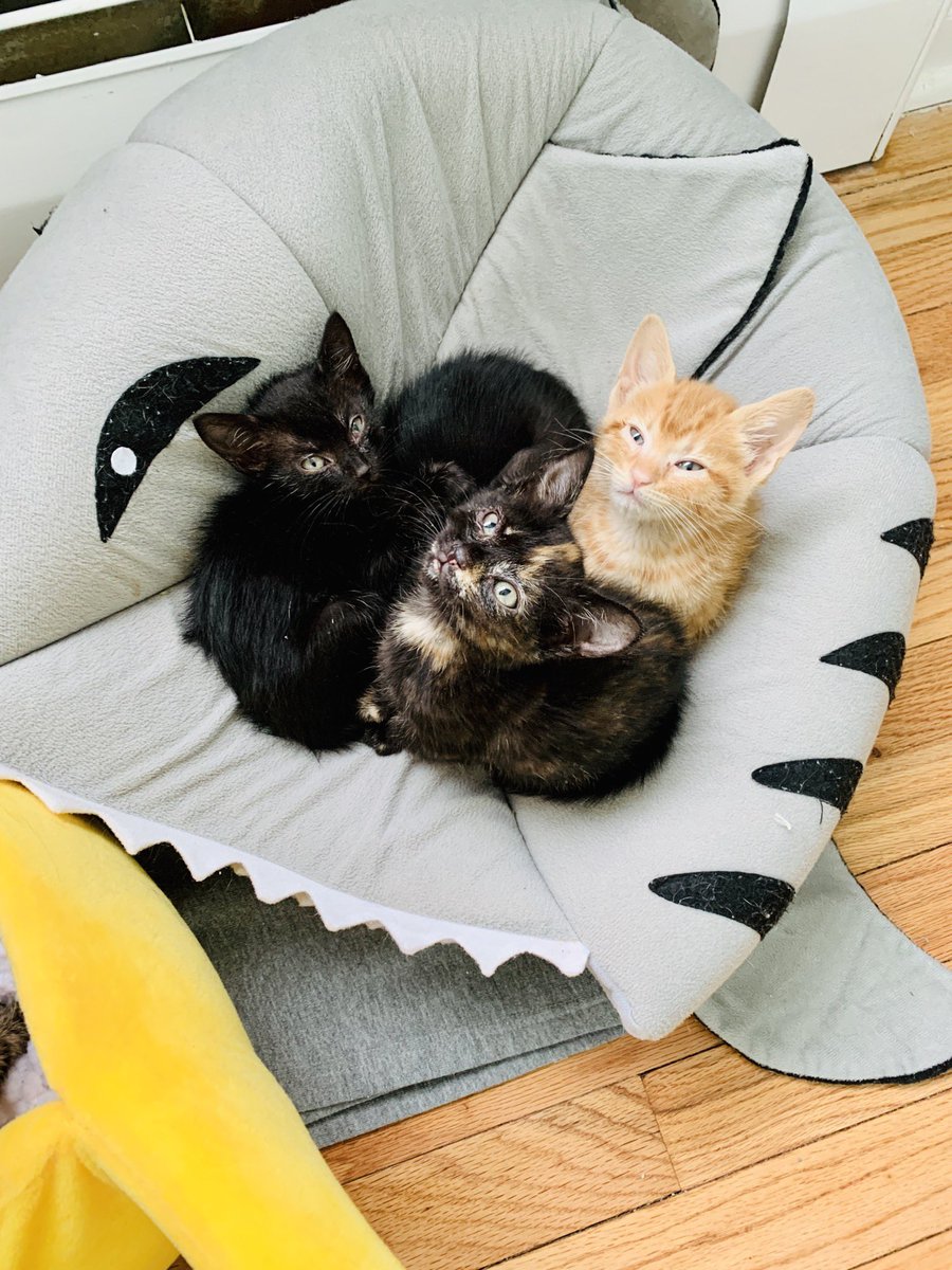c_dno1's tweet photo. @LeahMesser This is my first time fostering &amp; I have a litter of 7! https://t.co/Y8LcEFh543