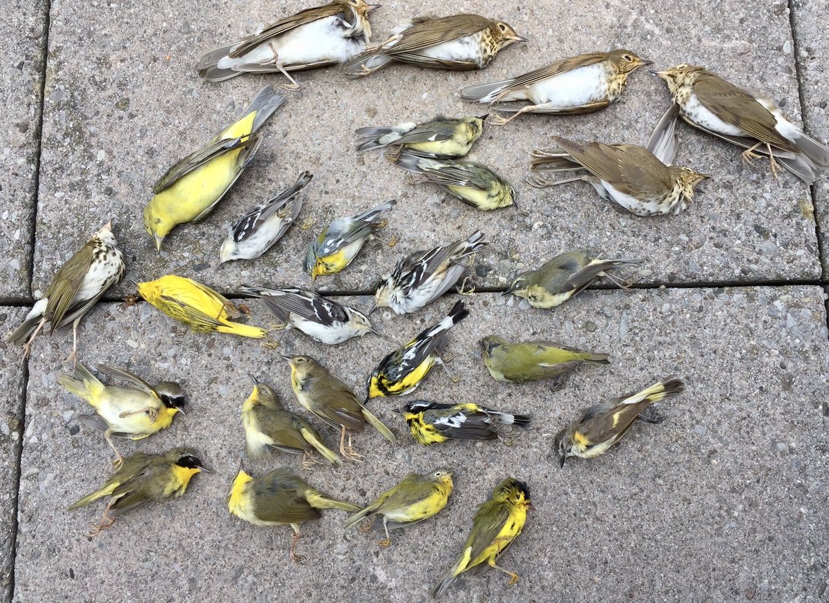 nyclass's tweet image. TAKE ACTION to stop migratory birds from dying + crashing into Circa Central Park’s deathtrap glass building. 28 dead in just one day! CALL them at 212.280.0285 &amp;amp; email at: info@CircaCentralPark.com - ask them to apply decals/ultraviolet film on the glass ASAP so birds can live!