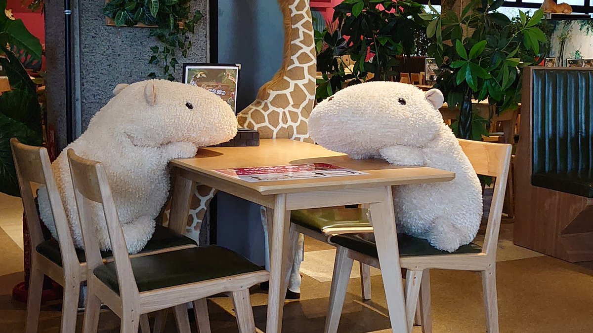 The cafe at Izu Shaboten Zoo in Shizuoka, Japan uses stuffed Capybaras to enforce social distancing (Photos by  @chacha0rca)