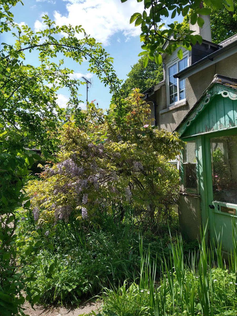RHdesignedit's tweet photo. For #mentalhealthawarenessweek @the_rhs are encouraging people to share their gardens to ease anxiety. Seeing nature grow has a positive effect on our health and wellbeing, even in adverse times nature will find a way to flourish #mentalhealth #gardentherapy #mychelseagarden https://t.co/iS2RTZnwdH