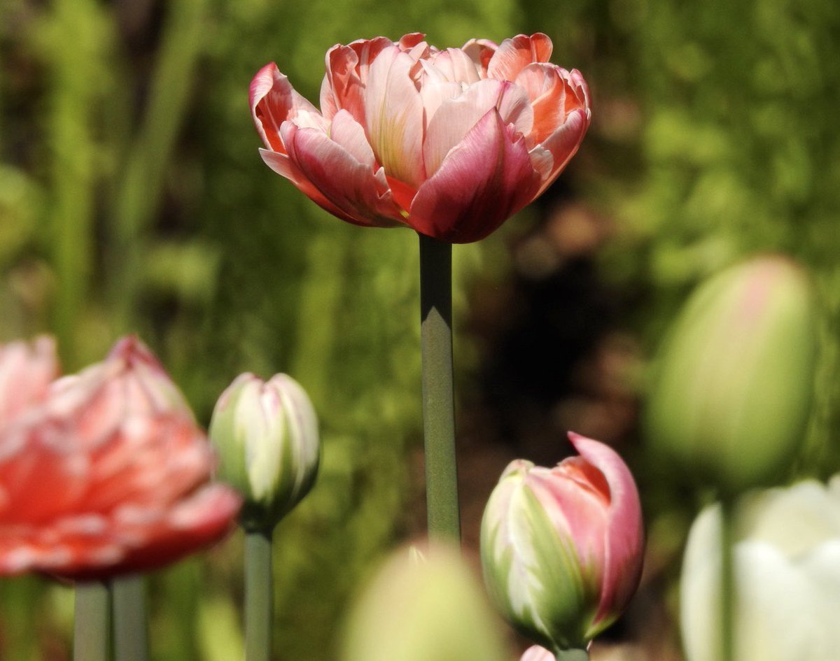 kvallevand's tweet photo. A beautiful day to tip toe through the tulips at Major’s Hill Park in Ottawa. @ThePhotoHour https://t.co/48Nf5KuA1j