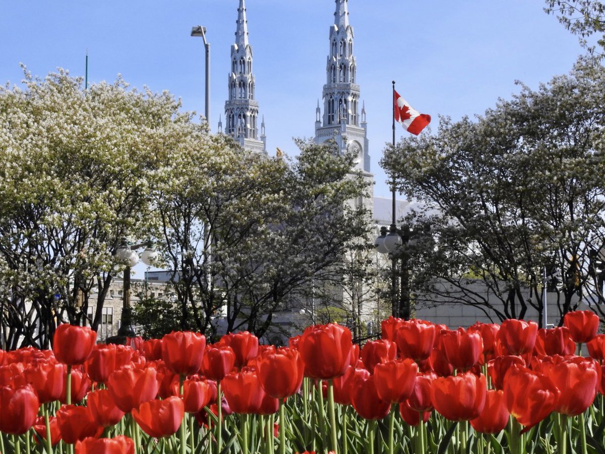 kvallevand's tweet photo. A beautiful day to tip toe through the tulips at Major’s Hill Park in Ottawa. @ThePhotoHour https://t.co/48Nf5KuA1j