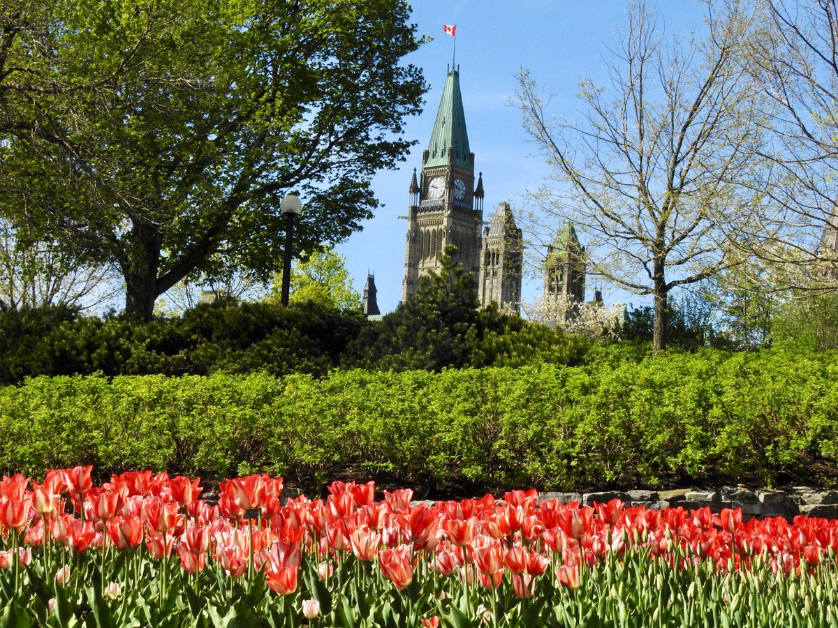 kvallevand's tweet photo. A beautiful day to tip toe through the tulips at Major’s Hill Park in Ottawa. @ThePhotoHour https://t.co/48Nf5KuA1j