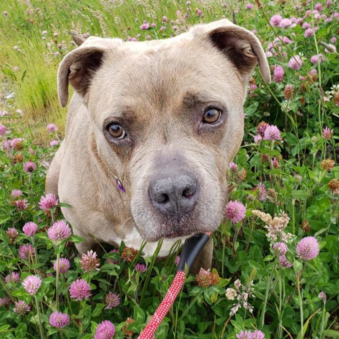 The Humane Society for Tacoma & Pierce County tweet media