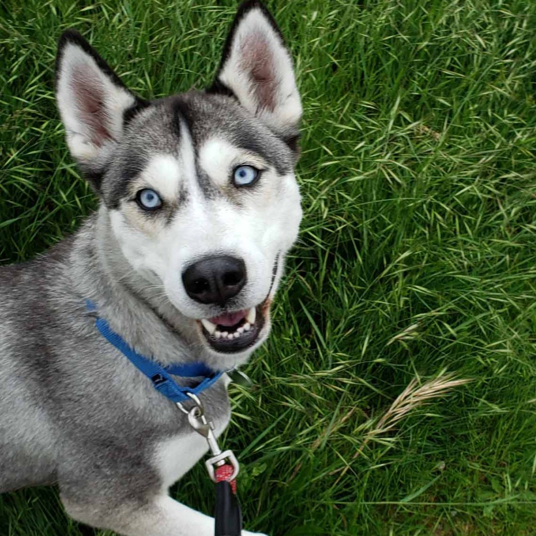 The Humane Society for Tacoma & Pierce County tweet media