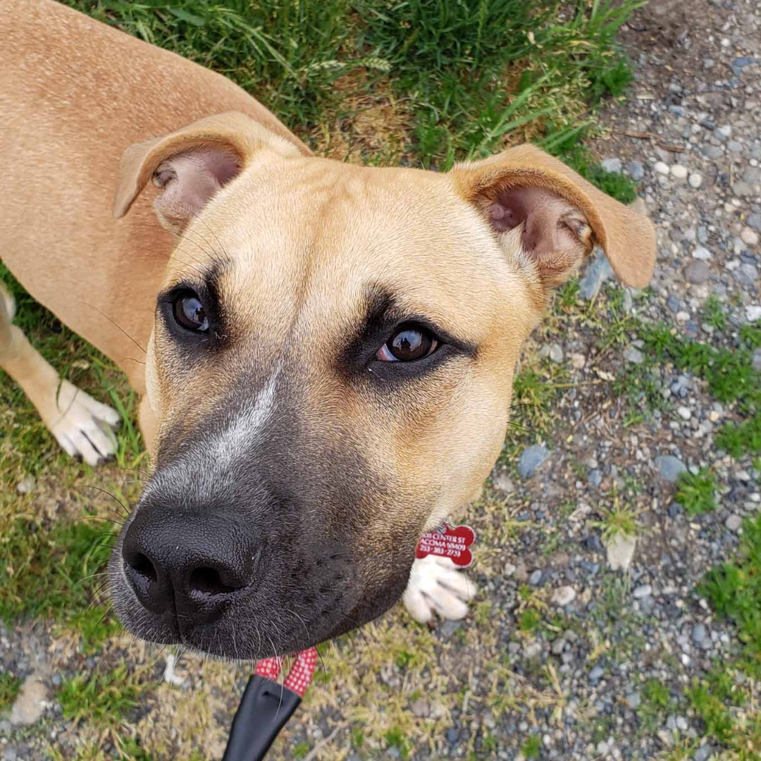 The Humane Society for Tacoma & Pierce County tweet media