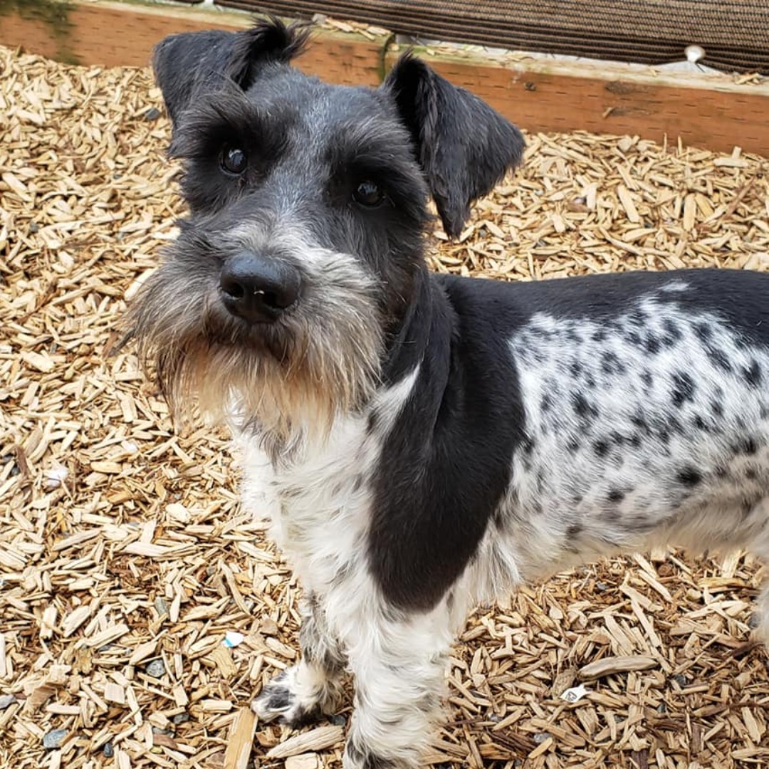 The Humane Society for Tacoma & Pierce County tweet media