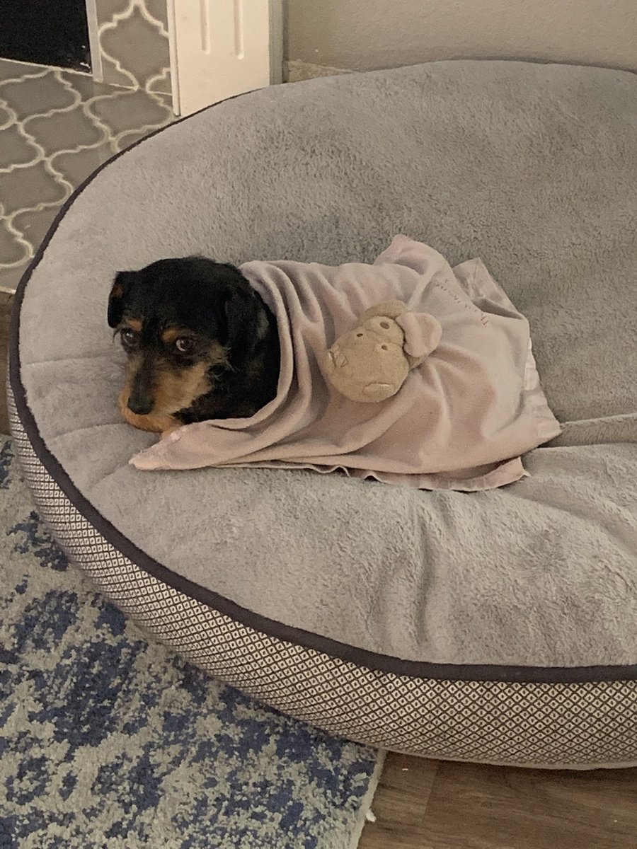 DogsFranklin's tweet photo. Little Roger taking a break with his favorite blanket! #terrier #doggy https://t.co/ixciHUsaed