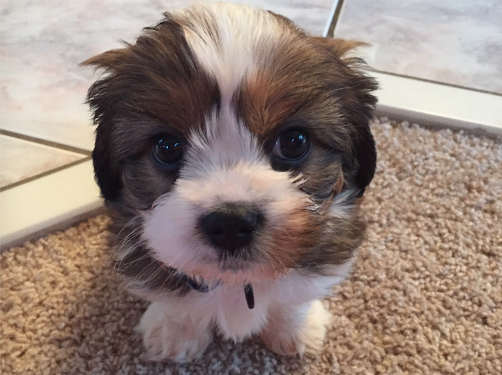 Today's Adorable Puppy is a mix #CavalierKingCharles X
#BichonFrise when he was 8 weeks old almost 4 pounds