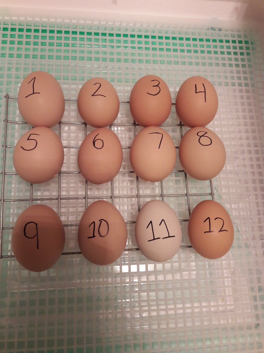 They're here and getting ready to hatch! The kids are having fun guessing which one will hatch first 🐣