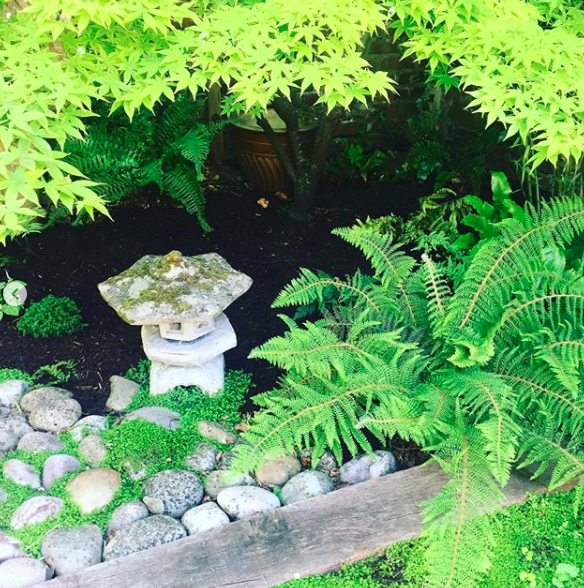 secretgardenweb's tweet photo. Planted these beautiful #lupins and #geums this morning and #mulched the beds with #compostedbark from @fountaintimber 💚
#tangerinedream #salmonstar #geumcoraltempest #japaneseinspiredgarden https://t.co/lE6f1np4KC