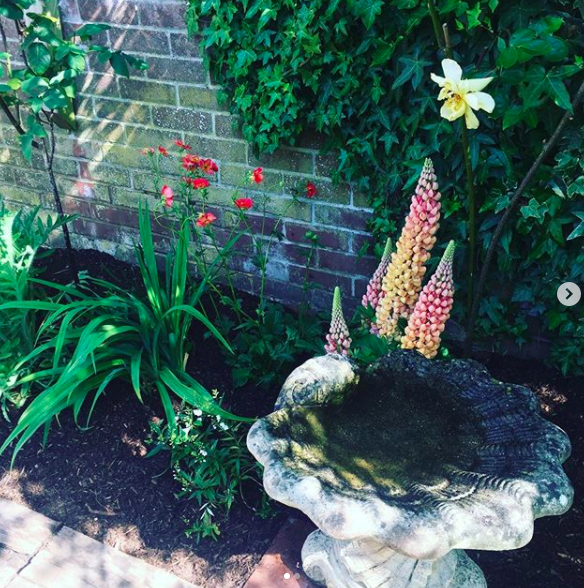 secretgardenweb's tweet photo. Planted these beautiful #lupins and #geums this morning and #mulched the beds with #compostedbark from @fountaintimber 💚
#tangerinedream #salmonstar #geumcoraltempest #japaneseinspiredgarden https://t.co/lE6f1np4KC