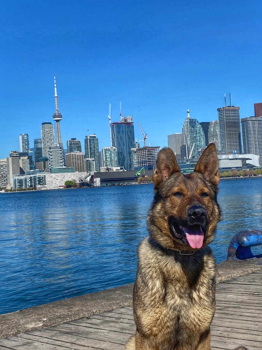 Public Safety TPS (@tpssafety) on Twitter photo CST. Russ Keveza and PSD Taurus have completed certification and
the team is now operational. Congratulations! <a href="/TPSK9/">Toronto Police K9</a> #k9 #policedog CST. Russ Keveza and PSD Taurus have completed certification and
the team is now operational. Congratulations! <a href="/TPSK9/">Toronto Police K9</a> #k9 #policedog