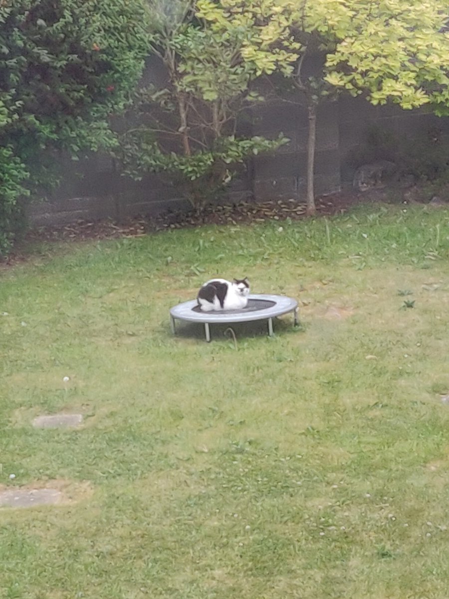 rachelkmclaugh's tweet photo. Anyone up for some exercise or a jump with Percy? 😺 #CatsOfTwitter #PercyCat #CovidKitty #Meowzers https://t.co/r05SmTA7Ta