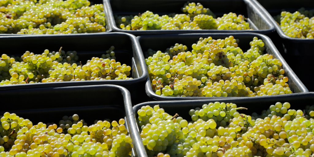 Stunning Chardonnay Fruit from our #ClayvinVineyard in #Marlborough. Happy International Chardonnay Day everyone! If you'd like to check out the video at a Clayvin do that here: bit.ly/Chardonnay-day
#Chardonnay #ChardonnayDay #ChardDay #InternationalChardonnayDay