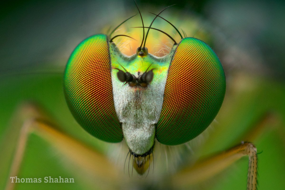 ThomasShahan's tweet photo. The fruits of chasing Condylostylus long-legged flies around the backyard the past few days. Can't get over those compound eyes and the alternating rows of green/orange ommatidia towards the bottom. Close up crop from 6-shot handheld stack w/reversed 28mm, body shots Laowa 100mm https://t.co/YJSxMXkXQm