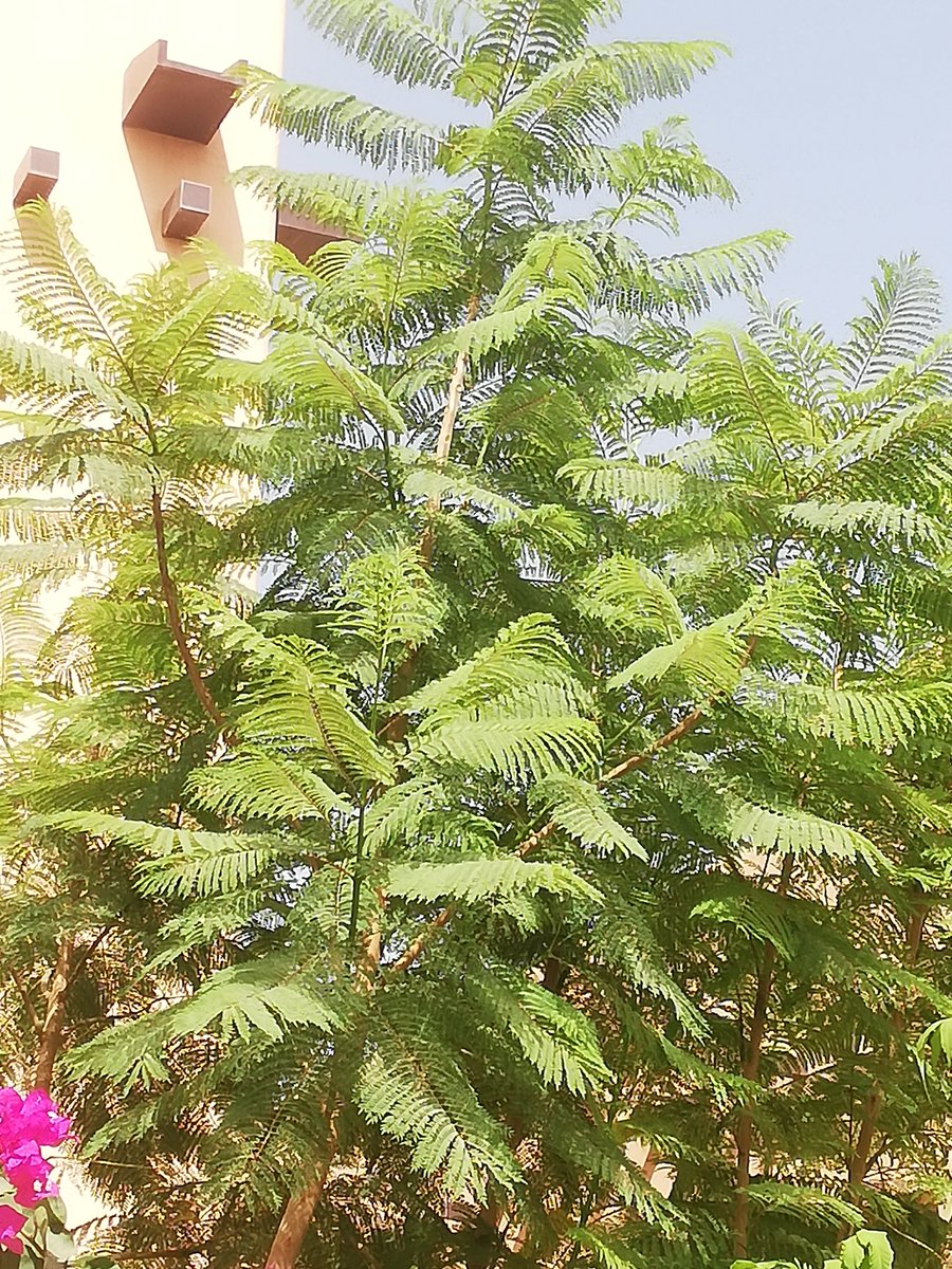 Jiad_Ariyadh's tweet photo. َ
اشجار الجاكرندا في اسكان شركة سابك في مدينه الرياض
وجود ظل غربي على محيط جذورها ساعد فى نموها لارتفاعات عاليه
َ https://t.co/9VA2gqPSwG