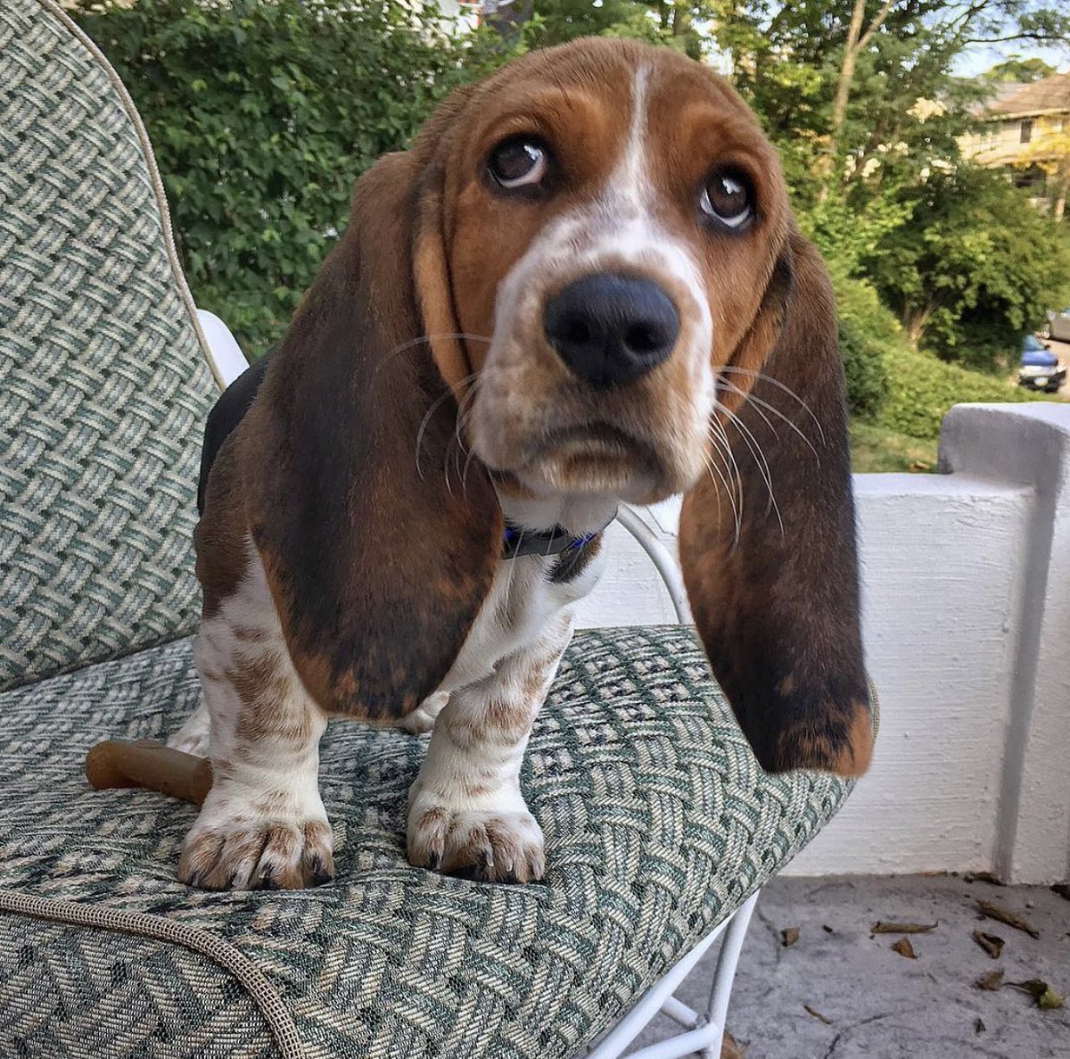 ElmerTheBasset's tweet photo. Back when I was still mastering “puppy eyes” 🥺 #throwback #tbt #babyelmer #puppyeyes #howcanyousayno #longears #babyme #woof #puppy #bassethound #dogsofcincy #dogsoftwitter #goodboy #puppers #doggo #cute #thoseeyes https://t.co/3DNDRTBe6v