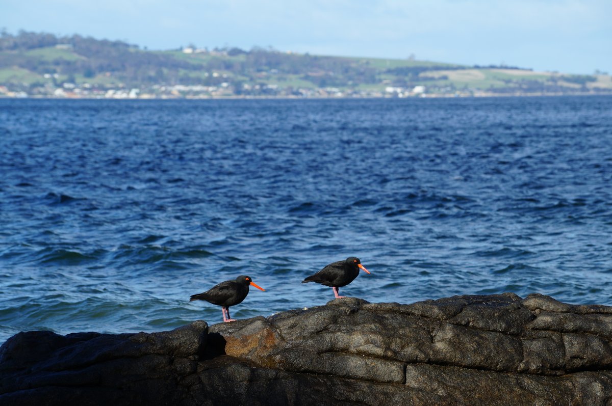 Robfromtaroona's tweet photo. Sooty Oystercatchers spotted on #Taroona Beach on my walk yesterday. Magnificent colouring! #Hobart https://t.co/j7BtVRpbMI