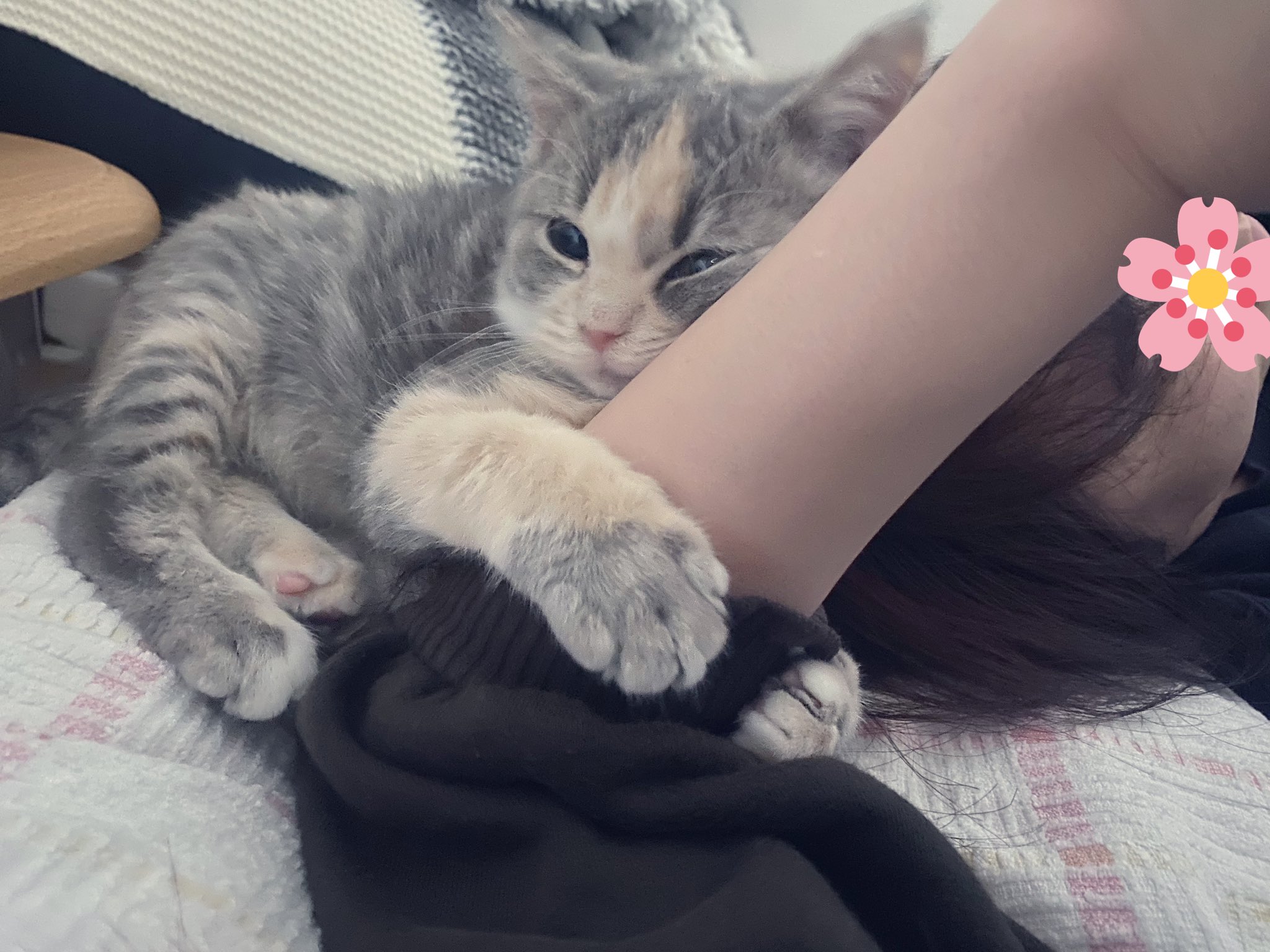 子猫のふうこ 仕事行けない 猫 子猫 マンチカン 猫のいる暮らし 猫好きさんと繋がりたい T Co Vvv1slpw4p Twitter
