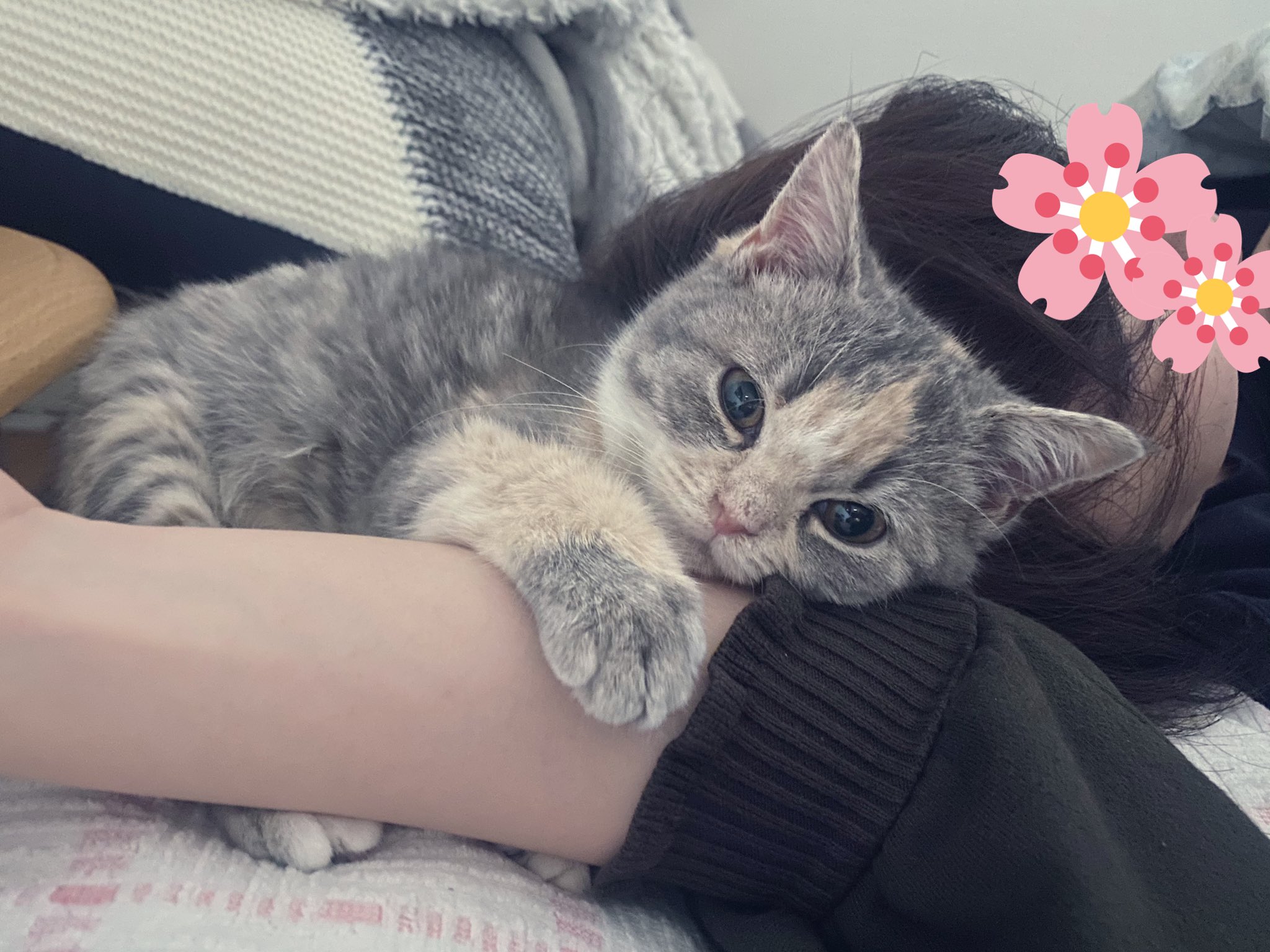 子猫のふうこ 仕事行けない 猫 子猫 マンチカン 猫のいる暮らし 猫好きさんと繋がりたい T Co Vvv1slpw4p Twitter