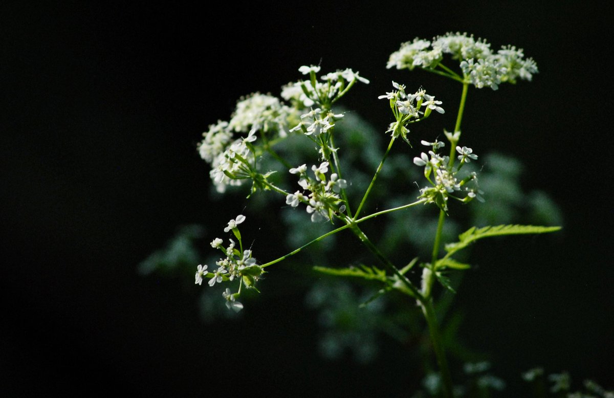 Anthriscus Sylvestris, Wild flower in oxfordshire. #wildflower #wildflowerhour #banbury #wildlife