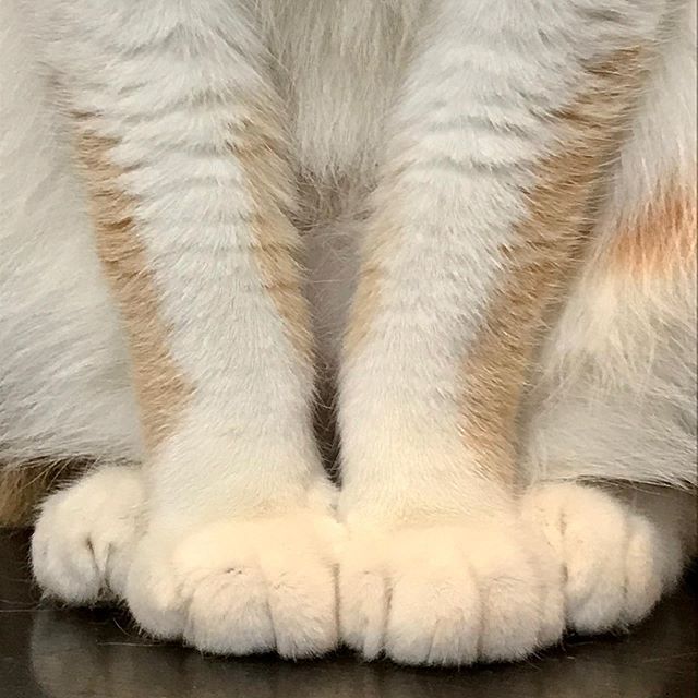 LabLOBO's tweet photo. 1猫は今朝も薔薇の横でおっちんしてます。
#おっちん #猫足 #ねこ #猫 #ライフボート柏 #ライフボート柏出身 #保護猫 #茶白 #茶白猫 #茶白猫部 #茶白女子 #茶白倶楽部 #かぎしっぽ #paw #catpaw #cat #rescuecat #orangeandwhite #orangeandwhitecat #whitetabby #whitetabbycat #japanesecat #bobtail https://t.co/8MFXvmrJt5