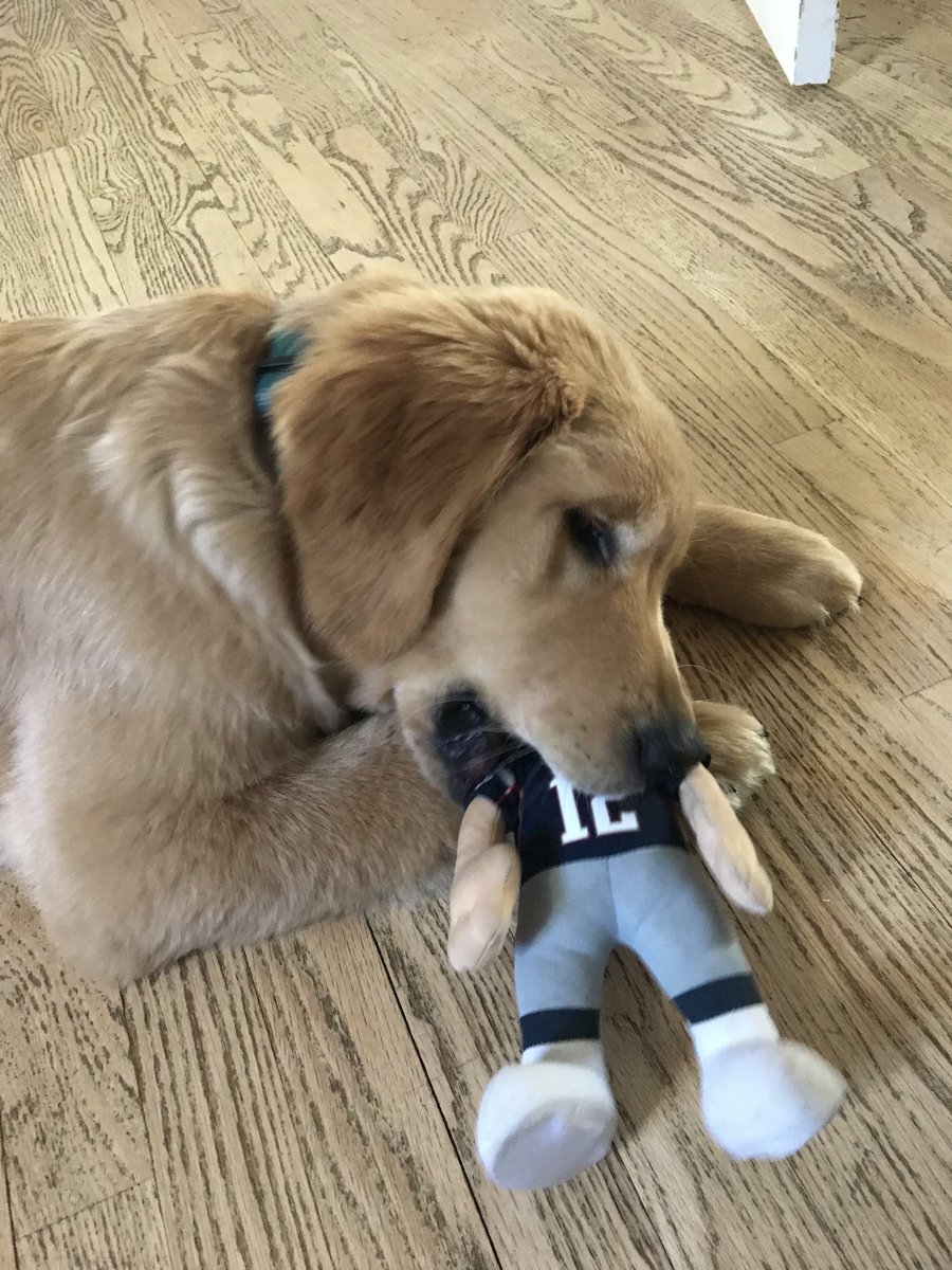 knorton3's tweet photo. ⁦@Patriots⁩ fan in training https://t.co/qglescGTqi