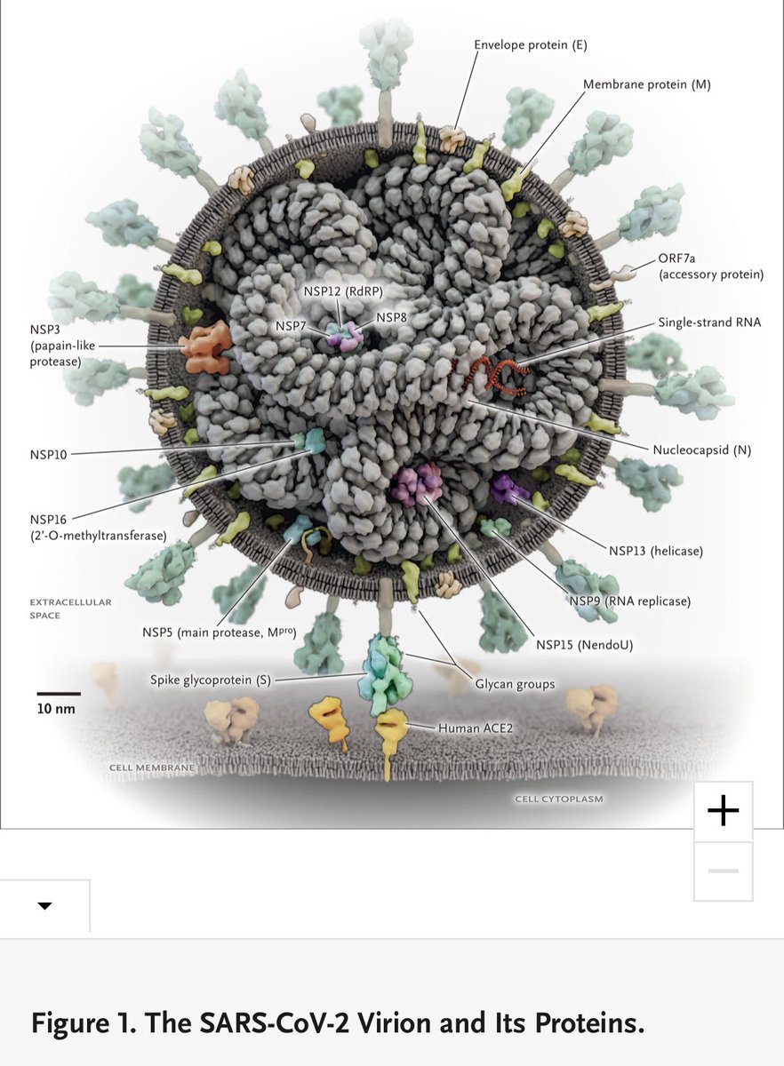 Karl_Lauterbach's tweet photo. Sehr gelungene Darstellung für jeden, der sich SarsCov-2 vorstellen will. Im Top Journal der Medizin (NEJM) wird gezeigt, wie mithilfe KI und Supercomputern jedes der nur 25 wichtigen Proteine des Virus mit bekannten Wirkstoffen angegriffen werden kann. https://t.co/FbU9ghBlRI https://t.co/Ip4xc0lHOF