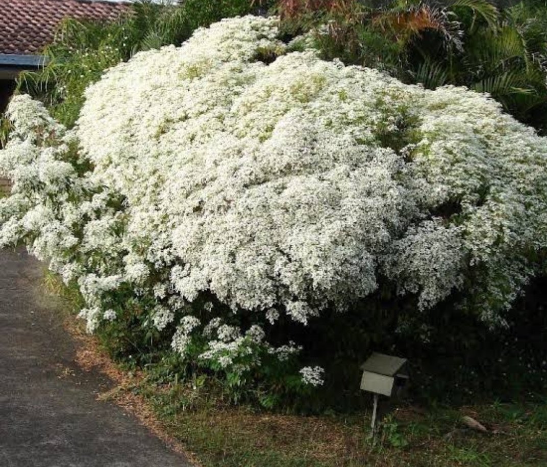 remcarvalho's tweet photo. @BrunnoMeloCBN 
Bruno tem outra árvore que também acho maravilhosa e floresce normalmente junto com os primeiros ipês. Chama ela de cabeça de velho.
A primeira foto é minha, a outra da internet. https://t.co/BuEZgpm1le