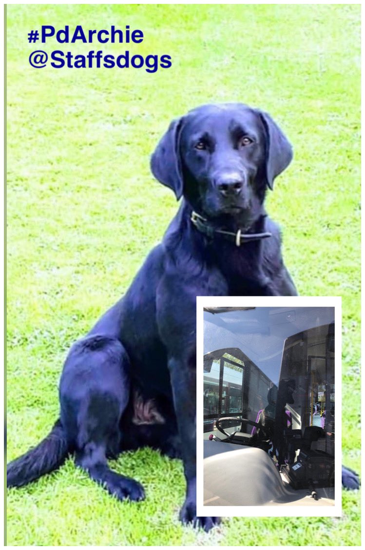 CCstaffofficer's tweet photo. #MeetTheTeam Day 6 meet #PdArchie a specialist search dog , 3yrs old with 2yrs service.Handler PC Mountford. Best find being a huge amount of cash 💴 hidden inside a Speaker🔊.Second career ambition is being a bus 🚌 driver! #Pawsaboard 🐾🐾🐾🐾🐾 https://t.co/2N3gtsr5EH