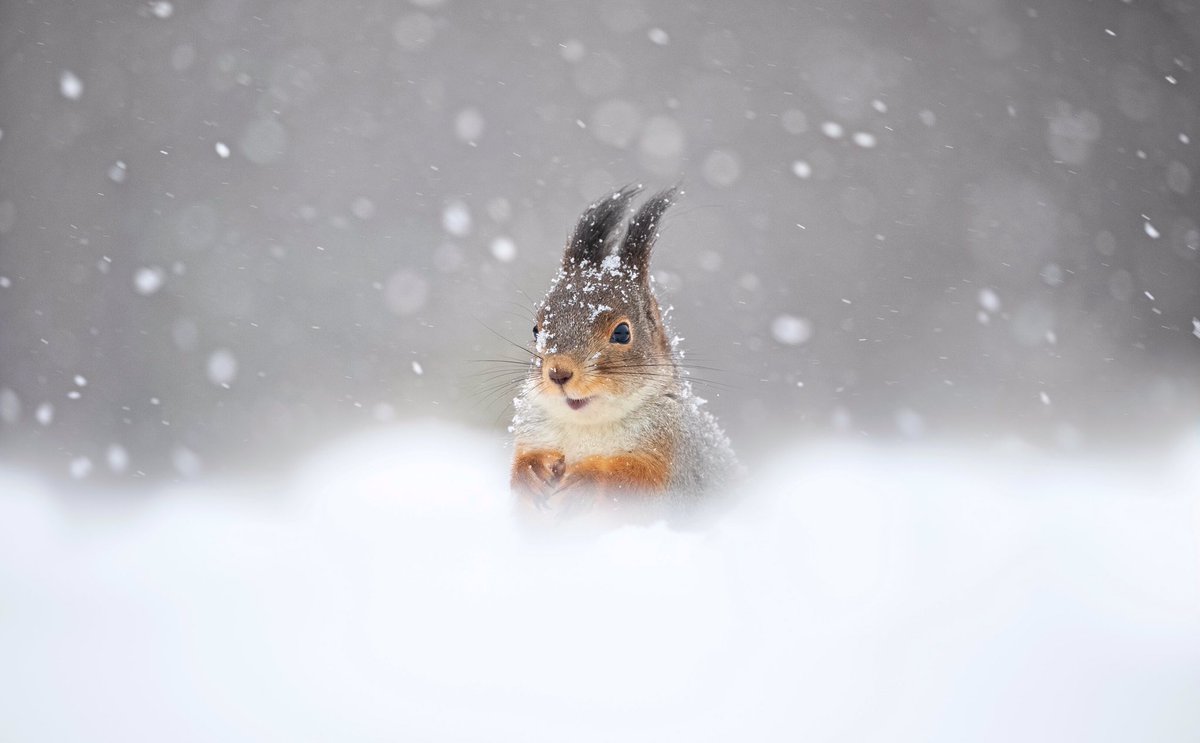 Dani Connor Wild 🐿 tweet media