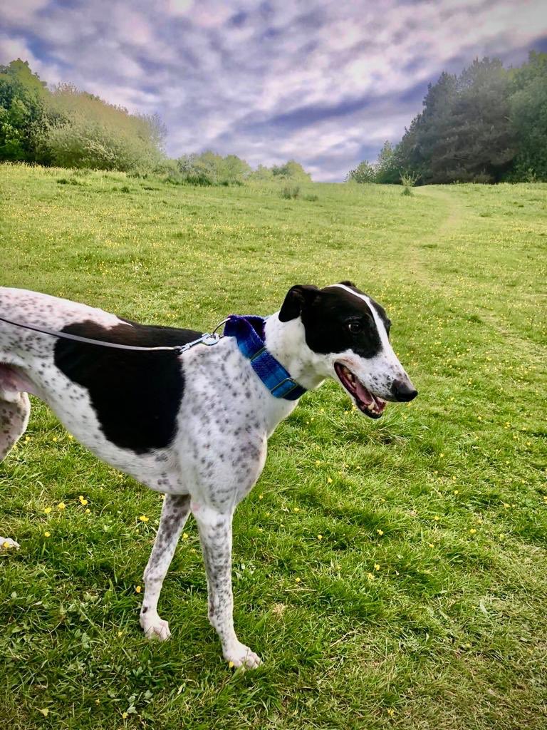BlofieldAlison's tweet photo. Thank you Hector’s #NationalRescueDogDay https://t.co/dN5Tntdh84