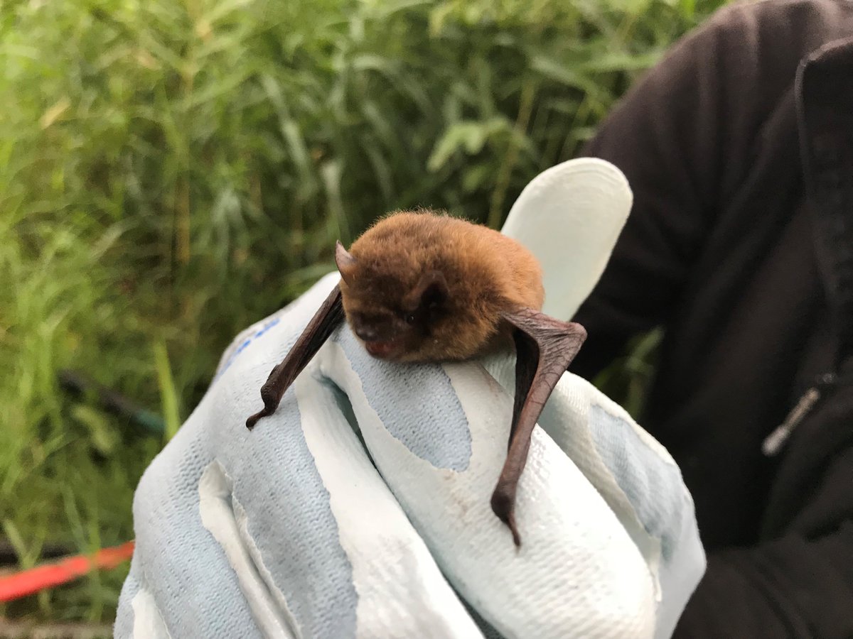 Aw Coast Country On Twitter Through 2018 A Male And Female Nathusius Pipistrelle Were Discovered In One Of The Boxes Bat Droppings Were Collected For Dna To Confirm The Species 2019