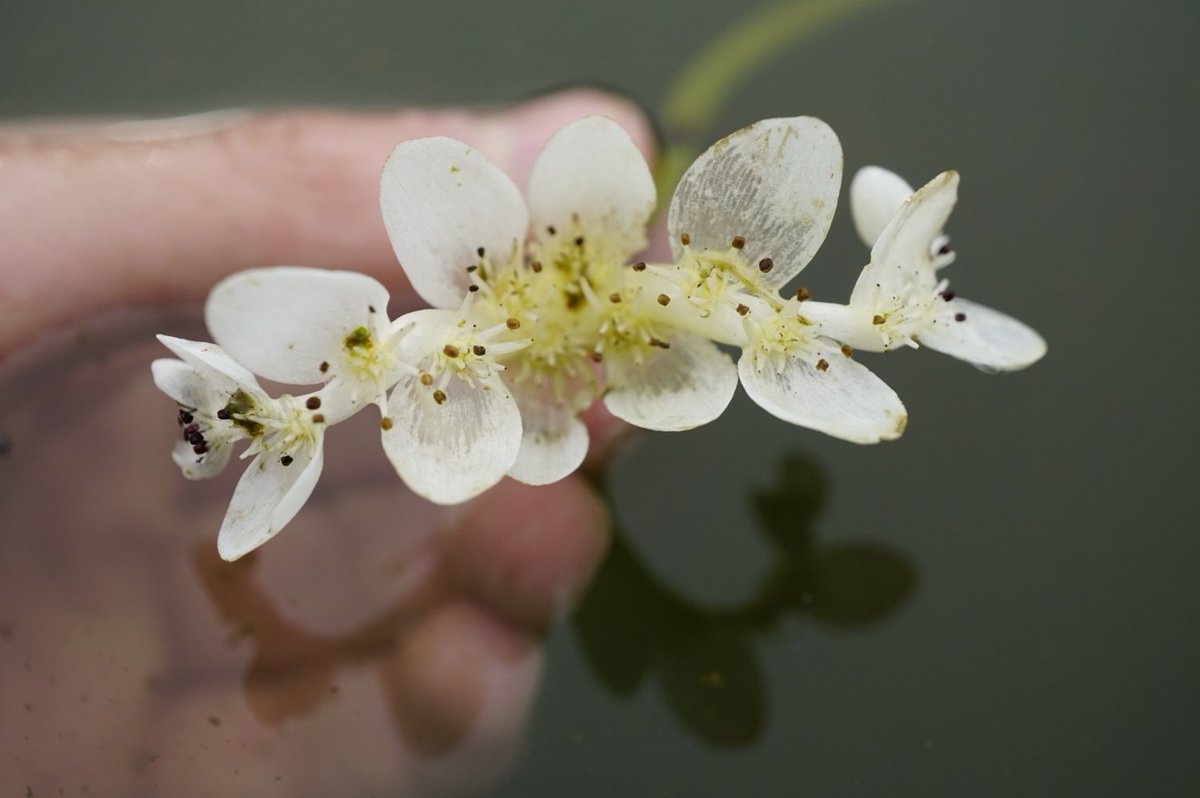 Family 21 is the Cape Pondweed family (Aponogetonaceae)All members of this family are aquatic, and these flowers seem to be pollinated by diving beetles!Water Hawthorn (Aponogeton distachyos)