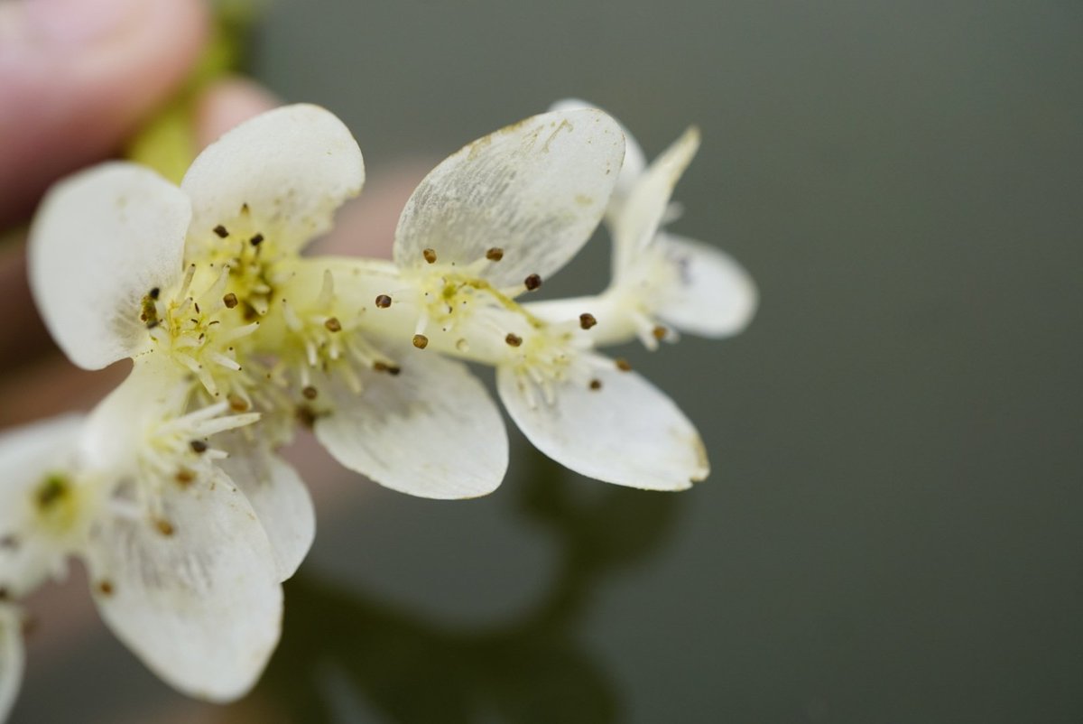 Family 21 is the Cape Pondweed family (Aponogetonaceae)All members of this family are aquatic, and these flowers seem to be pollinated by diving beetles!Water Hawthorn (Aponogeton distachyos)