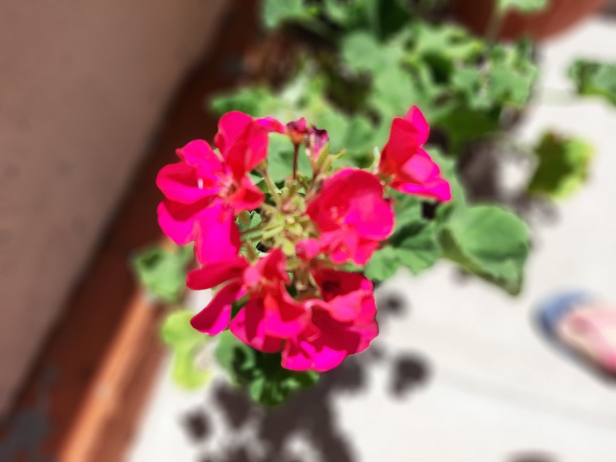carlatusa's tweet photo. Mi amora 🥰😍❤
#Flowers
#flores
#geranio
#fiusha https://t.co/vqcJAweaG2
