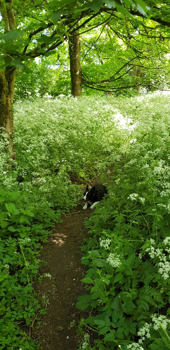 Went for a wander on the back paths with the dog today  @WarleyWoods1