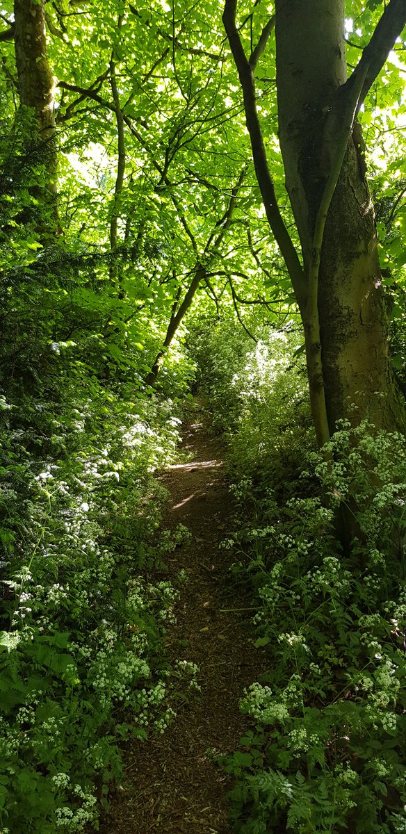 Went for a wander on the back paths with the dog today  @WarleyWoods1