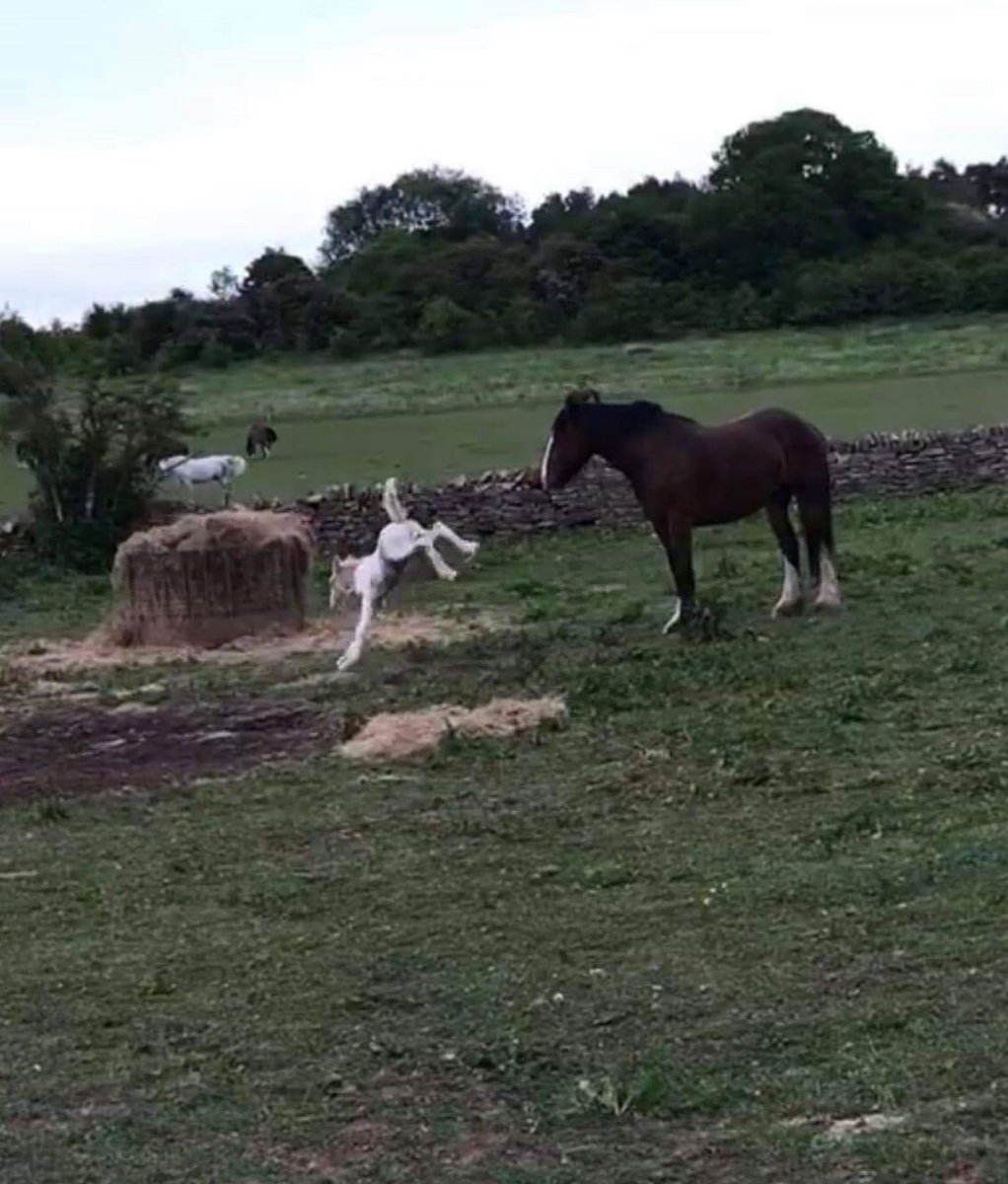 Coloured Cob Equestrian Centre tweet media