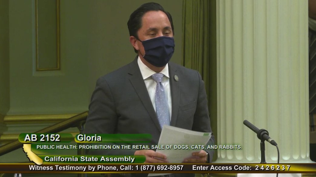 sdhumane's tweet photo. Happening Now: SDHS is testifying in support of Bella’s Act #AB2152, to end retail sales of dogs, cats and rabbits in California. We are a proud sponsor of this bill by @AsmToddGloria, @AsmPatODonnell to shut down the puppy mill pipeline to CA once and for all. #InspireCompassion https://t.co/Ty5u5tsJQM