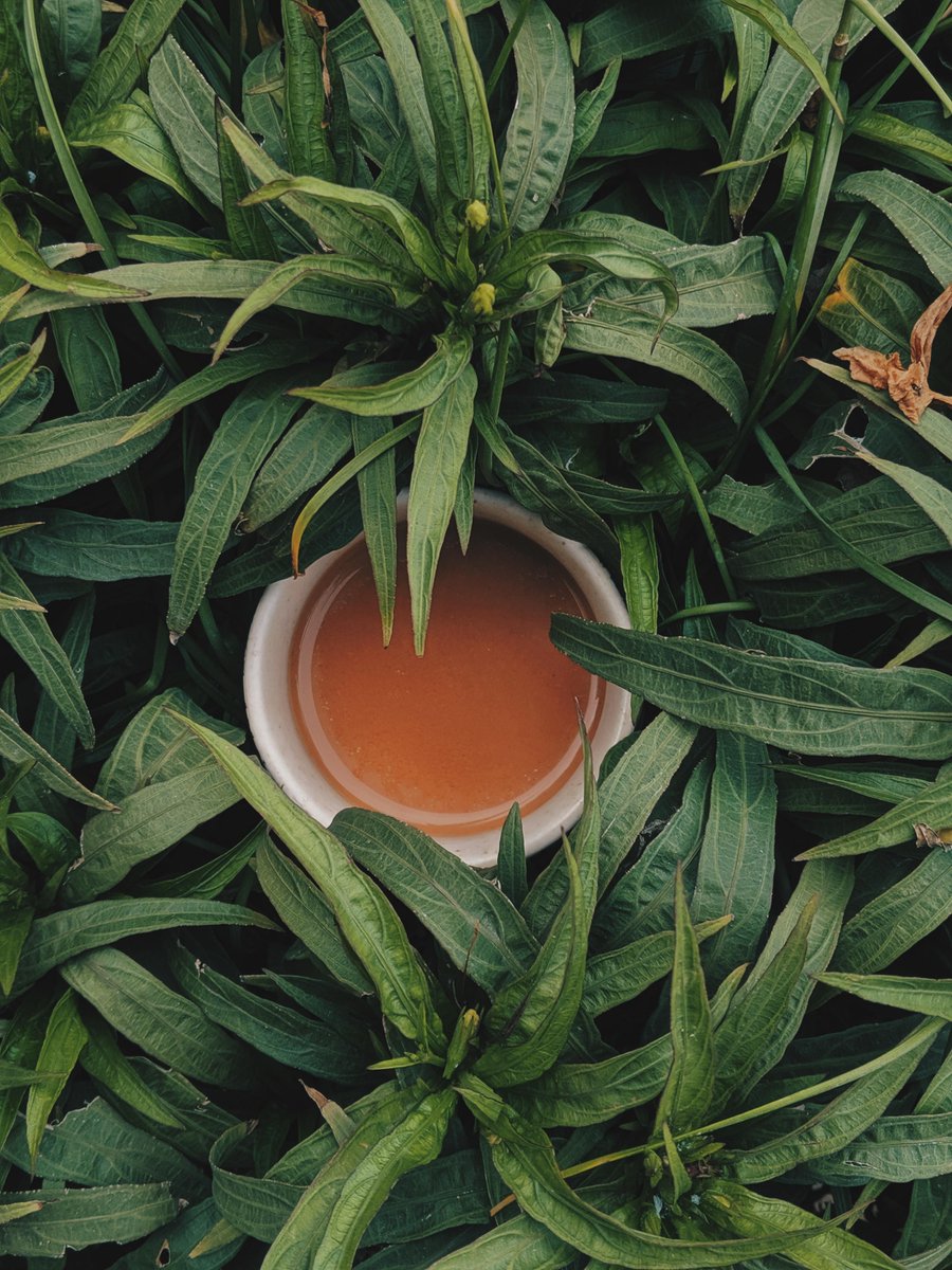 detoxtea_com's tweet photo. #DidYouKnow? You are less likely to get a “caffeine crash” when you drink tea. The high levels of #antioxidants in tea slow the absorption of caffeine, which results in gentler increase caffeine in your system and a longer period of alertness!

#DetoxTeaCo #Teas https://t.co/spiWF7GxIo