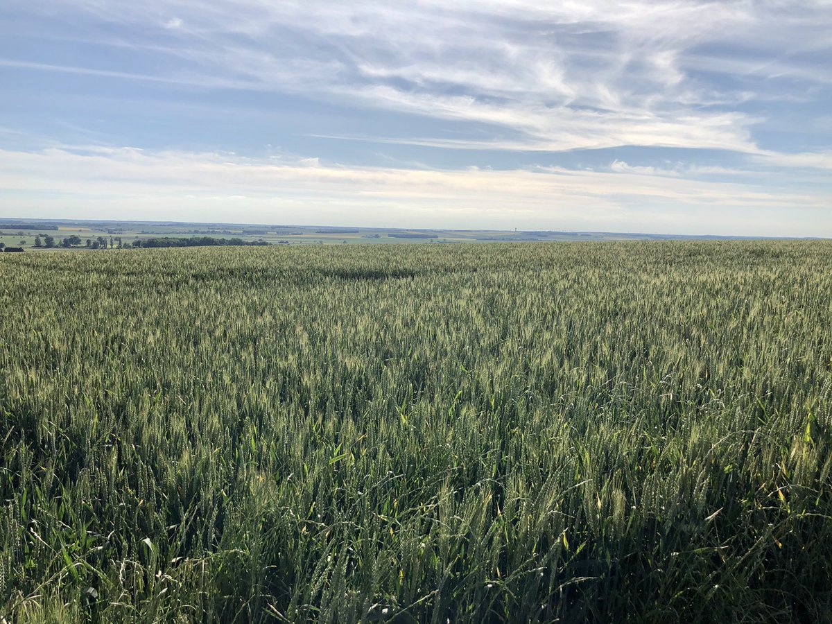 RemiCodron's tweet photo. Journée champêtre dans l'arrière pays Poitevin... 🌾☀️ #Chouppes
@VisitPoitiers @tourisme86 https://t.co/QBB3Ghdb5w